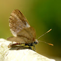 Unknown Blue
