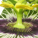 Passion Flower