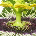 Passion Flower
