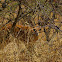 Steenbok