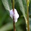 spittlebug foam