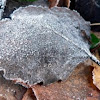 Frosty Autumn Leaf