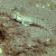Goldspot Goby