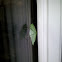 Katydid