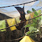 Rodrigues fruit bat