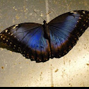 Blue Morpho Butterfly