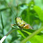 Grasshopper
