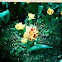 Daffoldil