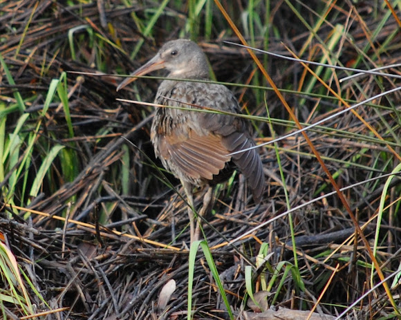 Spotting Image 1