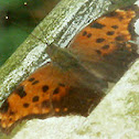Eastern Comma