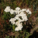 yarrow