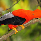 Andean Cock-of-the-rock