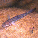 Purple-spotted Gudgeon