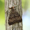 Gypsy Moth
