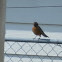 American Robin