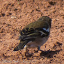 Chaffinch; Pinzón Común