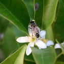 Pollinating Bee