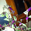 Spiderwort