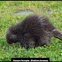 Common Porcupine