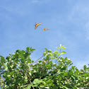 Swallowtail