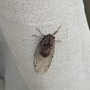 Cicada