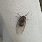 Cicada