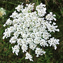 Queen Anne's lace