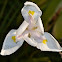 African Iris