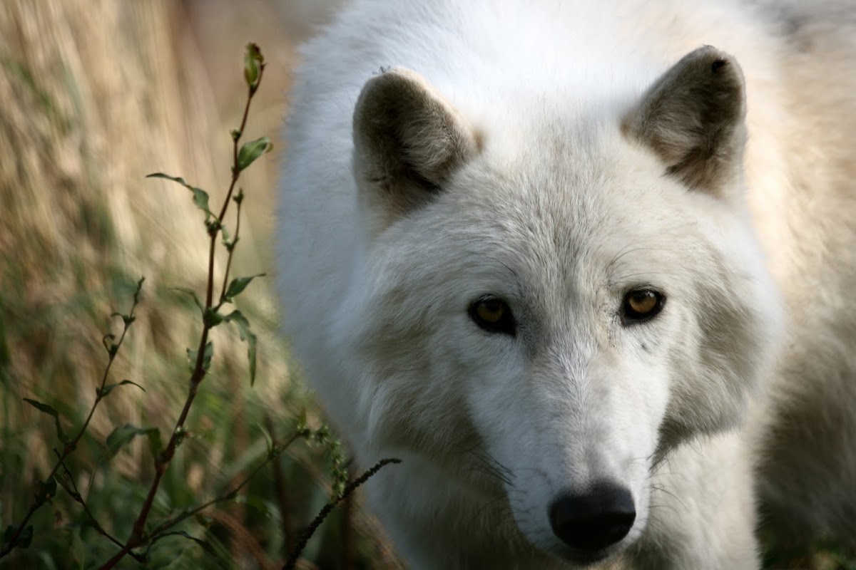Arctic Wolf