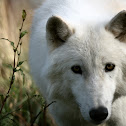 Arctic Wolf