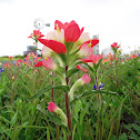 Indian Paintbrush