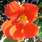 Nasturtium