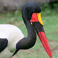 Birds of Sub-Saharan Africa