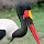 Birds of Sub-Saharan Africa