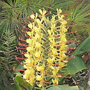 Kahili ginger
