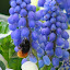 Muscari armeniacum / Grape Hyacinth / Traubenhyazinthe
