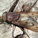 Horse Fly