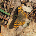 Wall Brown