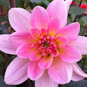 Dahlia