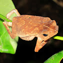 Forest Toad