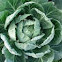 Col. Cabbage