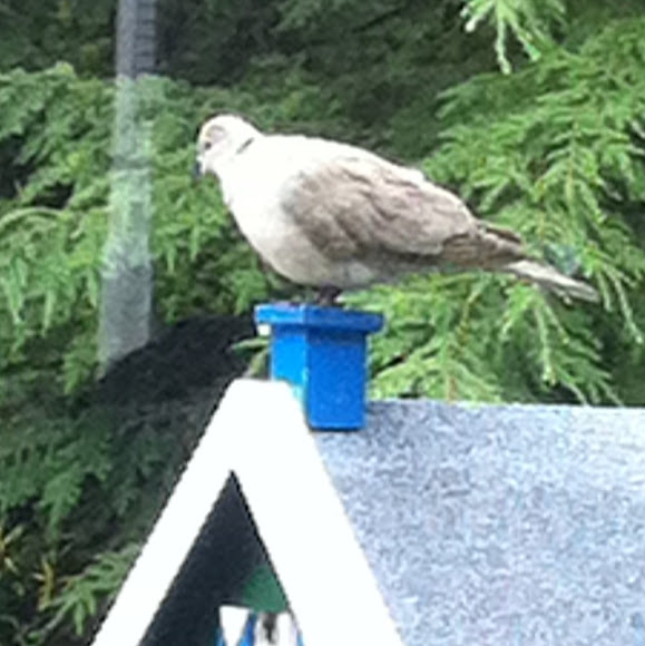 Spotting Image 1