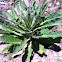 Common Mullien
