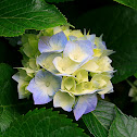 hydrangeas