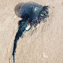 Portuguese Man o' War