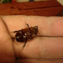 escarabajo