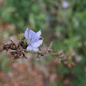 Wild Chicory