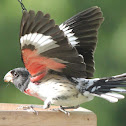 Rose-breasted Grosbeak