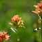 Coast Indian Paintbrush