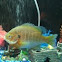 Blue Gilled perch